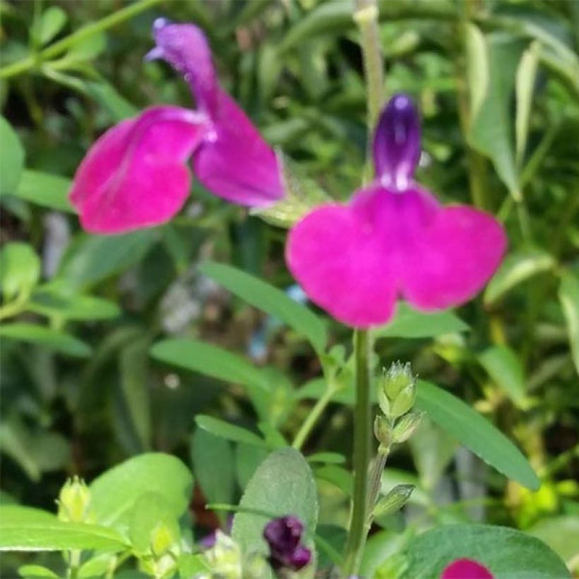 Salvia jamensis Violette de Loire (Floración)