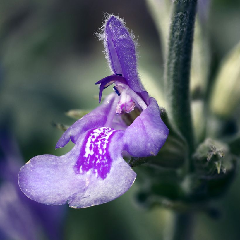 Salvia - Salvia lavandulifolia (Floración)