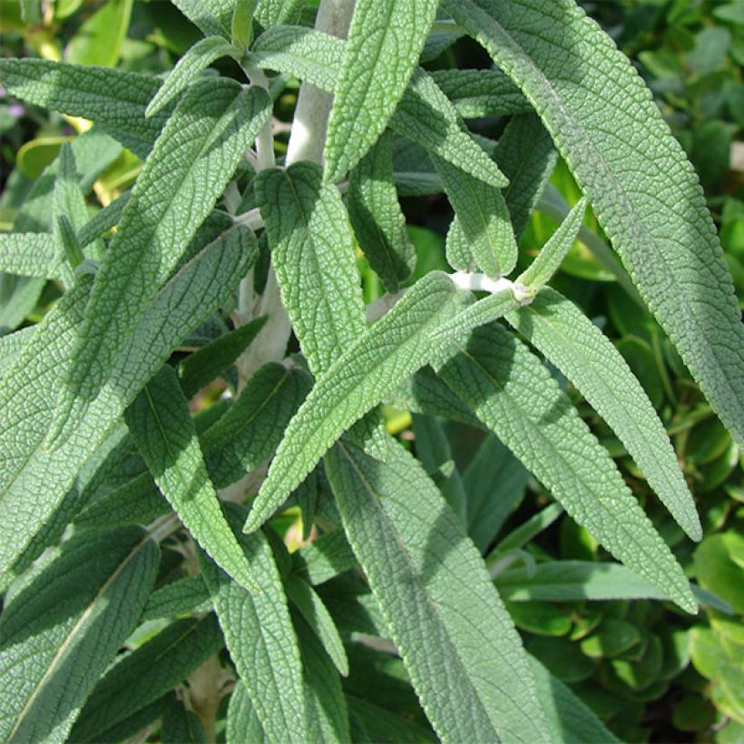 Salvia leucantha - Salvia rabo de gato (Follaje)