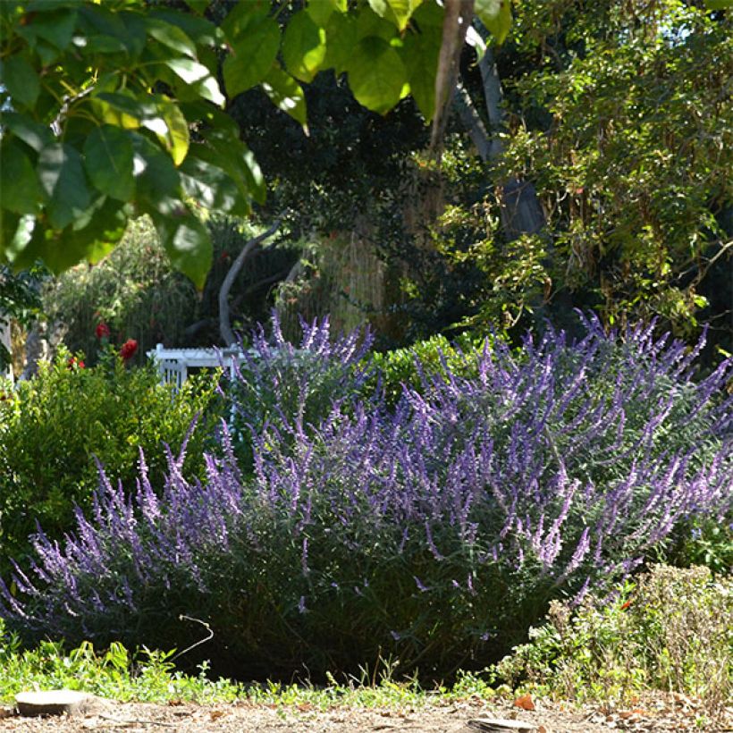 Salvia leucantha - Salvia rabo de gato (Porte)