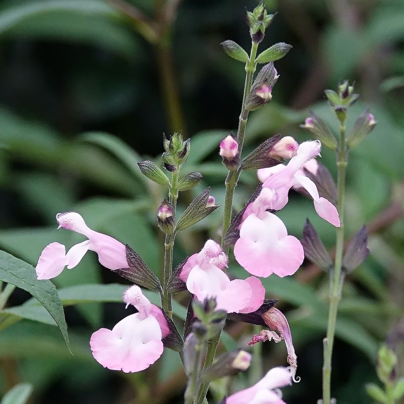 Salvia microphylla Anduus - Salvia Rosa (Floración)