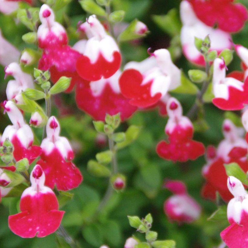 Salvia microphylla Little Kiss - Salvia rosa (Floración)