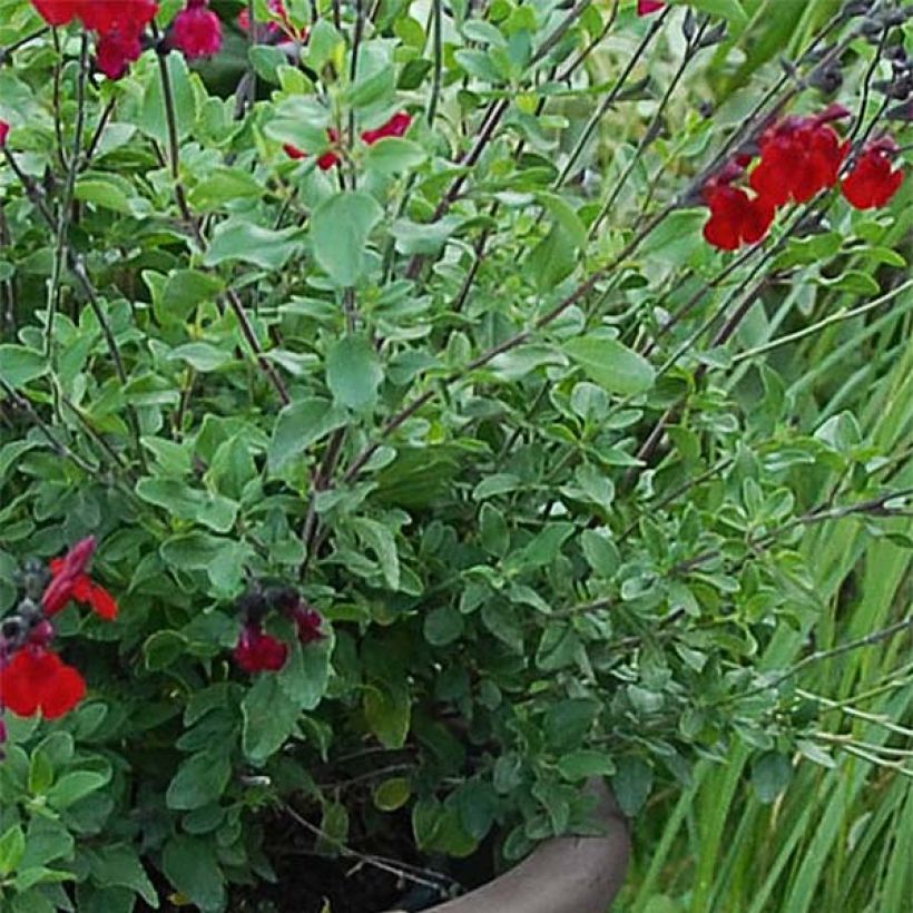 Salvia jamensis Reve Rouge (Follaje)