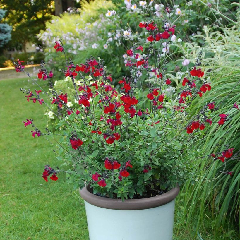 Salvia jamensis Reve Rouge (Porte)