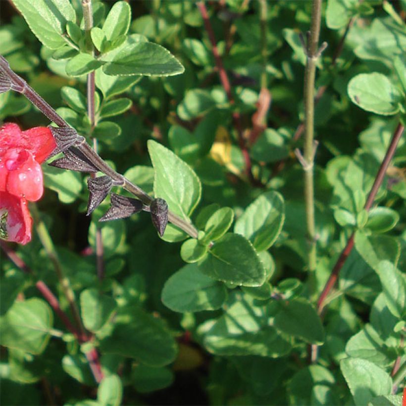 Salvia microphylla Royal Bumble - Salvia rosa (Follaje)