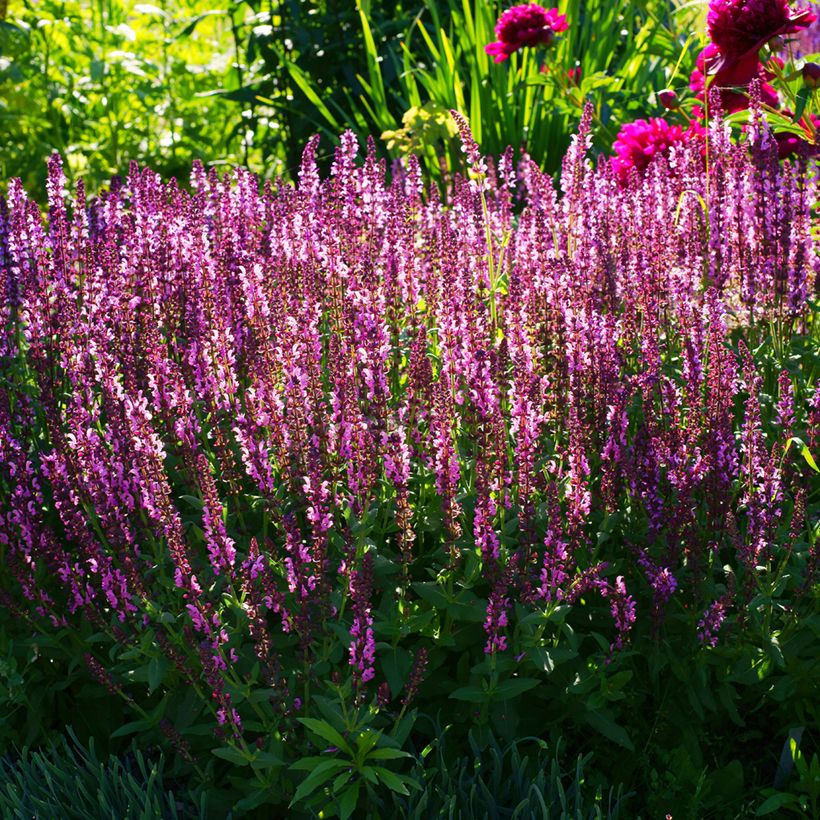 Salvia sylvestris Lyrical Rose (Porte)