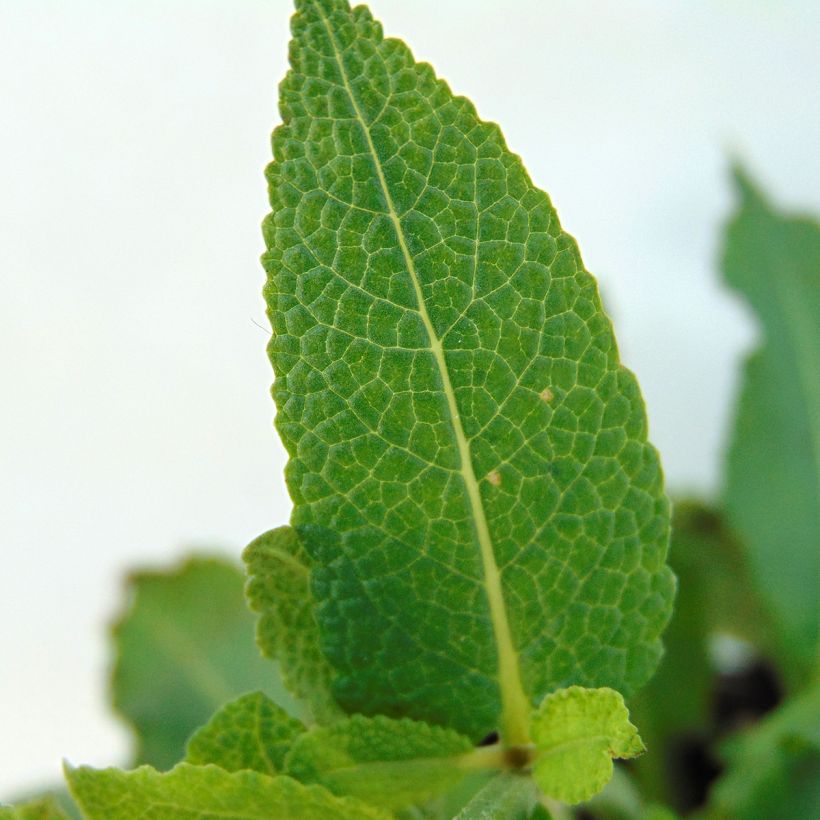 Salvia nemorosa Mainacht (Follaje)