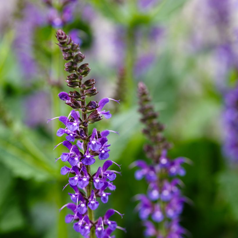 Salvia nemorosa Mainacht (Floración)