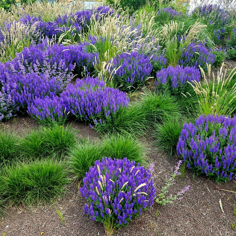 Salvia nemorosa Mainacht (Porte)