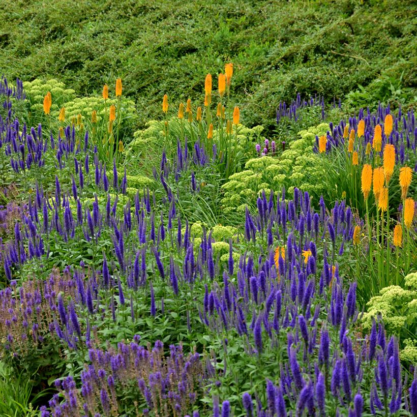 Salvia nemorosa Ostfriesland (Porte)