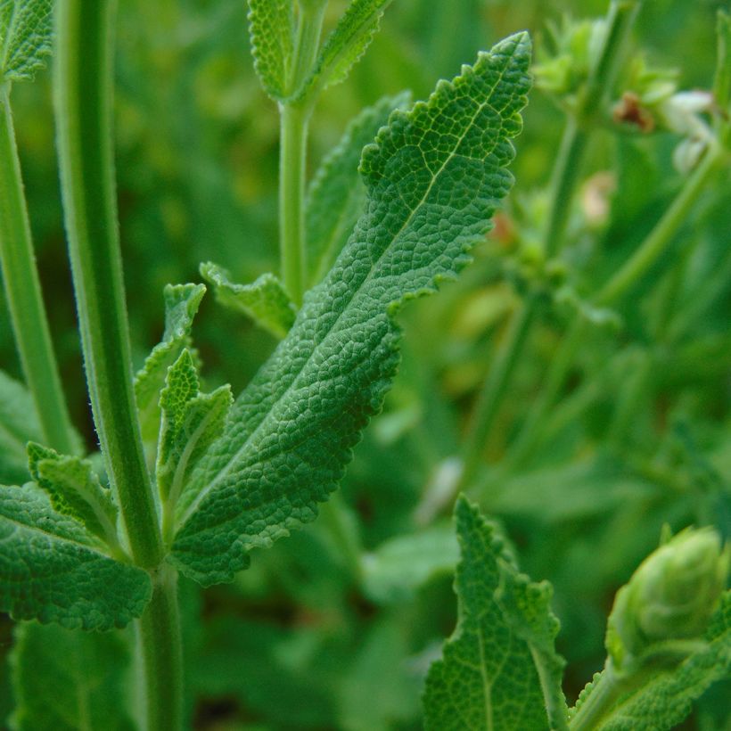 Salvia nemorosa Schneehügel (Follaje)