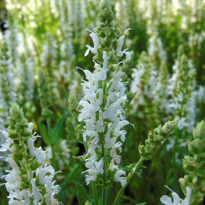 Salvia nemorosa Schneehügel (Floración)