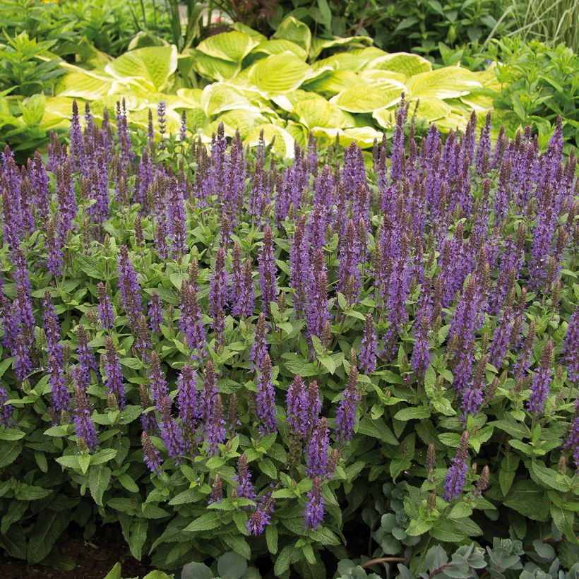 Salvia nemorosa Sensation Deep Blue (Porte)