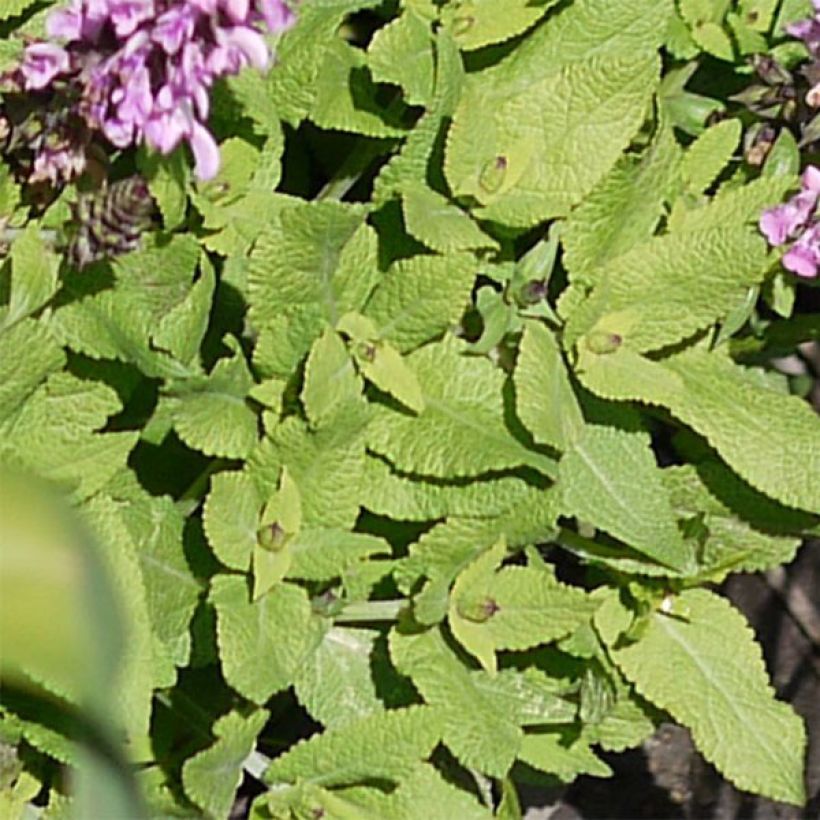 Salvia nemorosa Sensation Rose (Follaje)