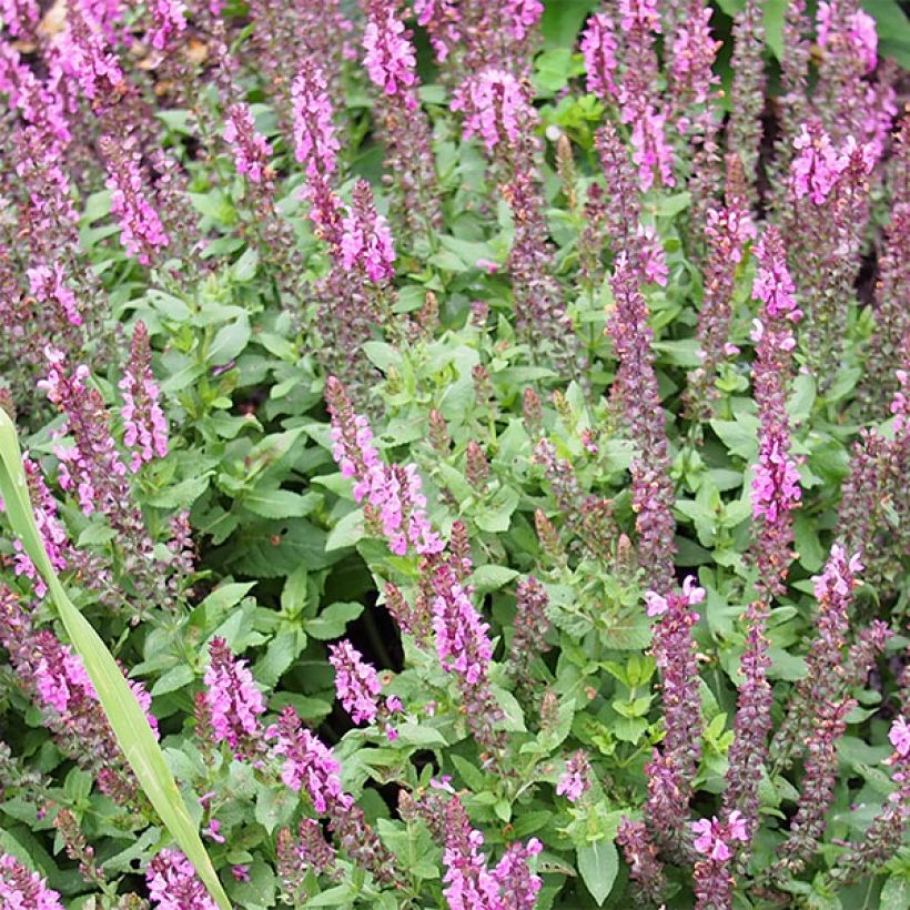 Salvia nemorosa Sensation Rose (Floración)