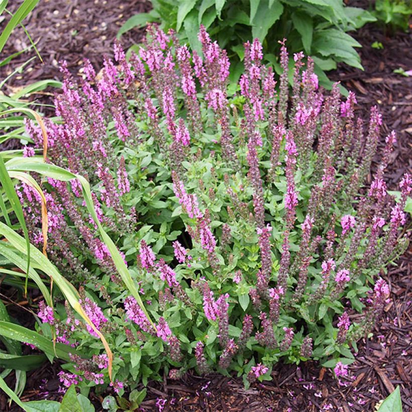 Salvia nemorosa Sensation Rose (Porte)