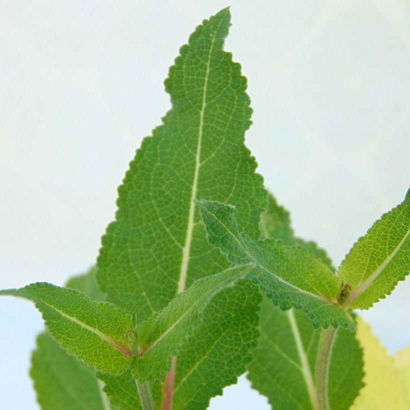 Salvia nemorosa Serenade (Follaje)