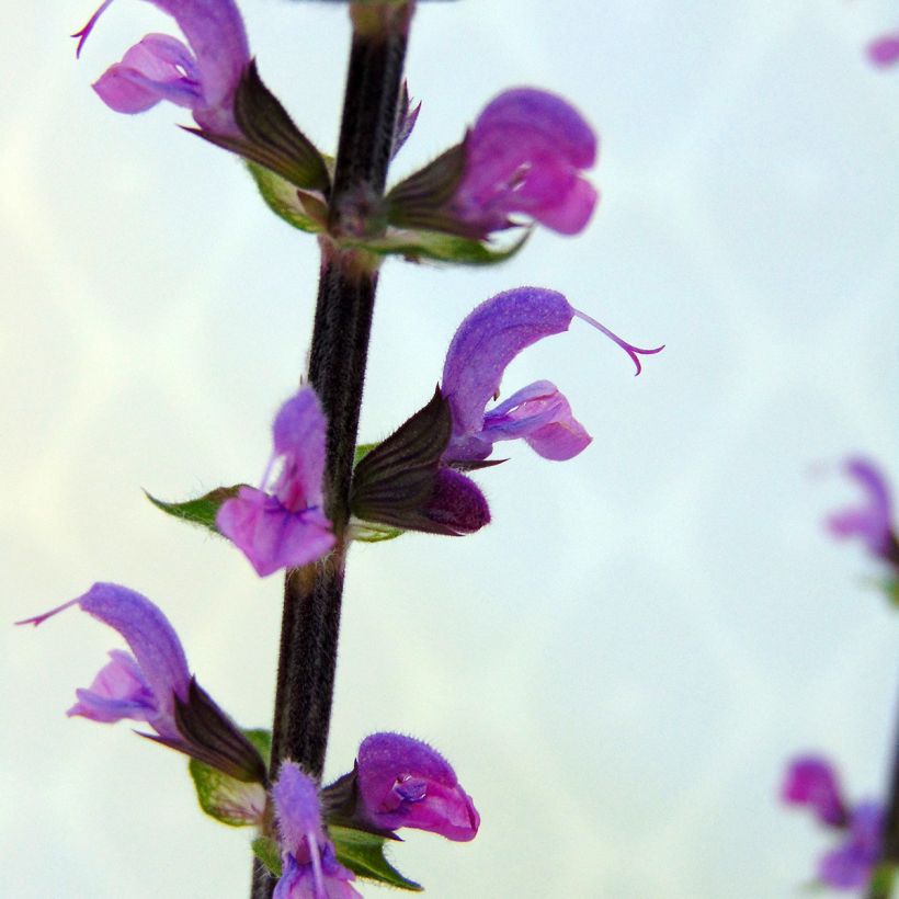 Salvia nemorosa Serenade (Floración)