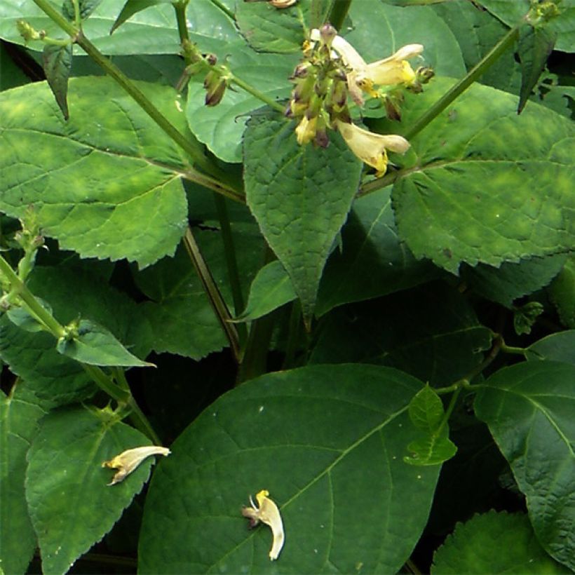 Salvia omeiana (Follaje)