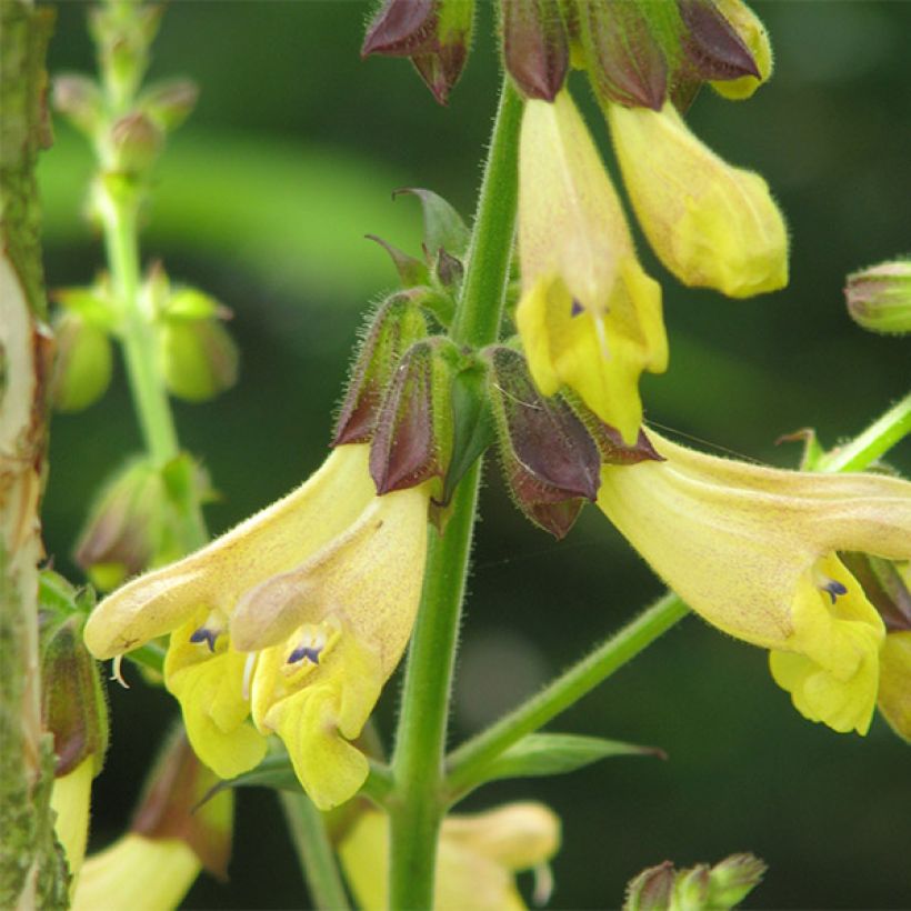 Salvia omeiana (Floración)