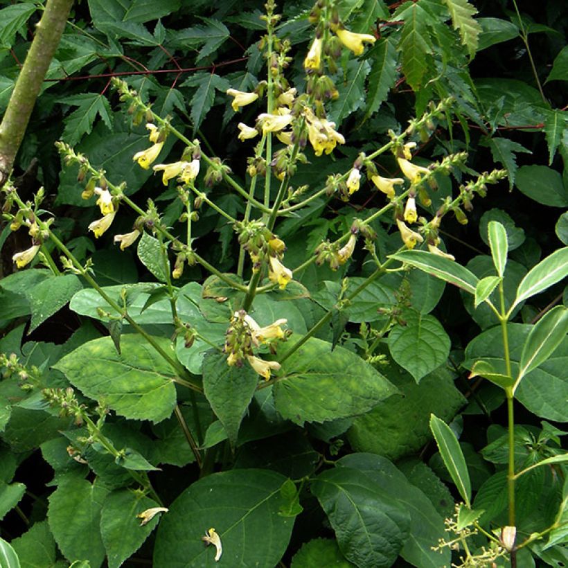 Salvia omeiana (Porte)