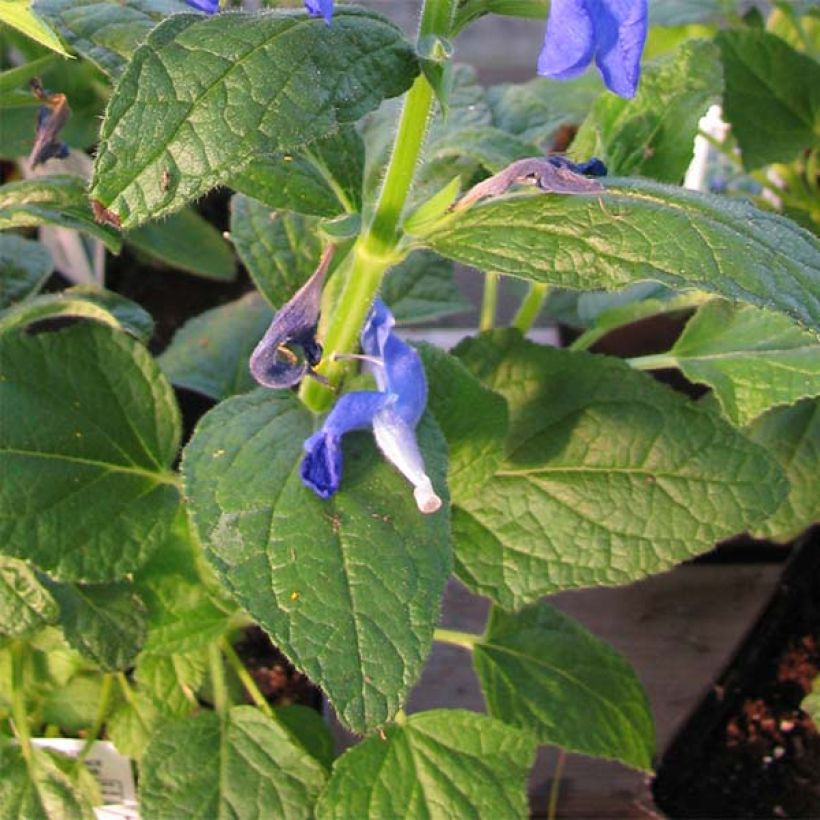 Salvia patens Royal Blue (Follaje)