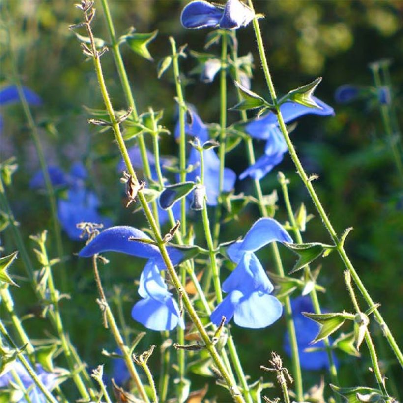 Salvia patens Royal Blue (Floración)