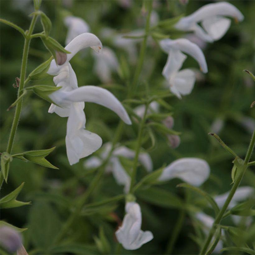 Salvia White Trophy - Salvia patens (Floración)