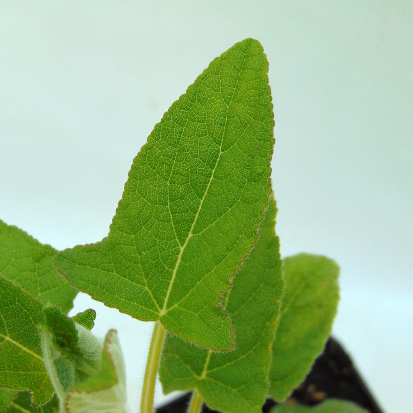 Salvia White Trophy - Salvia patens (Follaje)