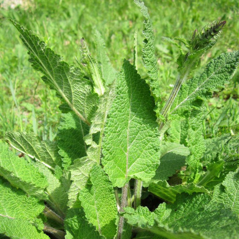 Salvia pratensis - Salvia de prados (Follaje)