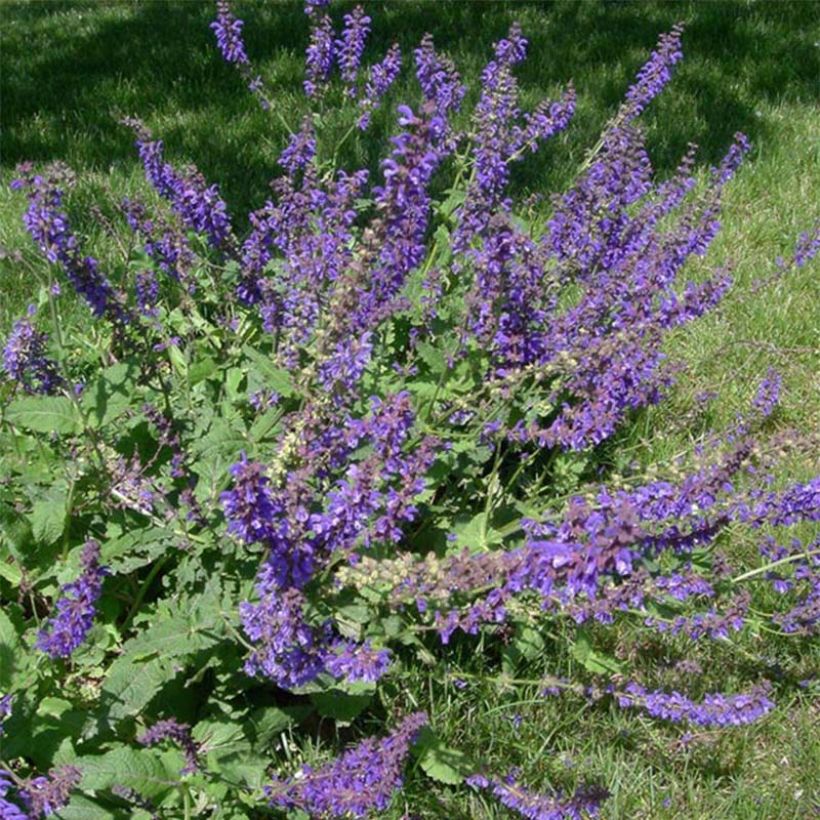 Salvia pratensis - Salvia de prados (Floración)