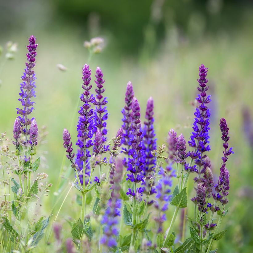 Salvia pratensis Lyrical Blues - Salvia de prados (Porte)