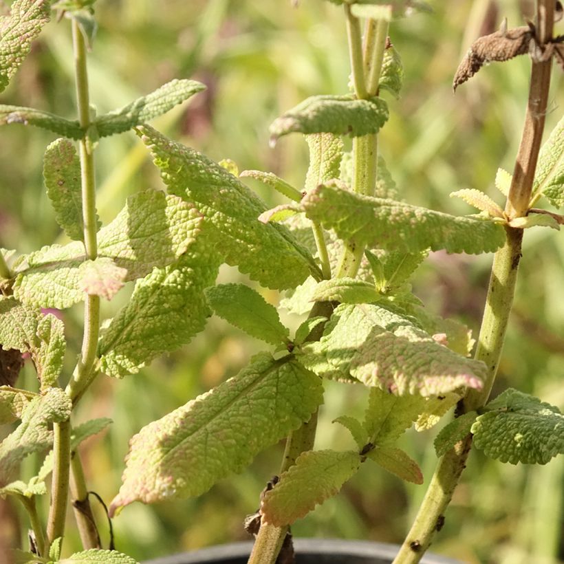 Salvia pratensis Lyrical Blues - Salvia de prados (Follaje)