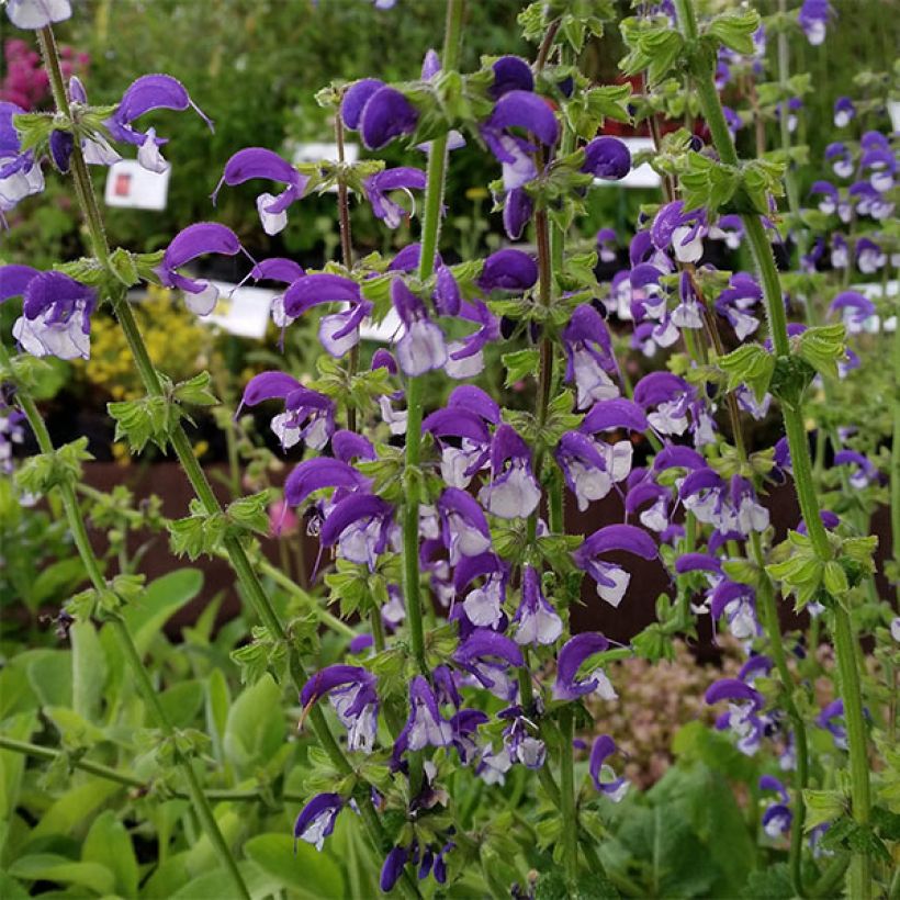 Salvia pratensis Madeline - Salvia de prados (Floración)