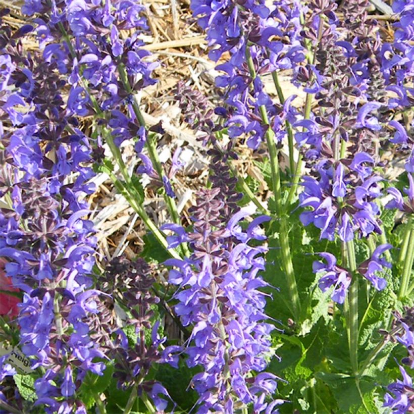 Salvia sylvestris Rhapsody in Blue (Floración)