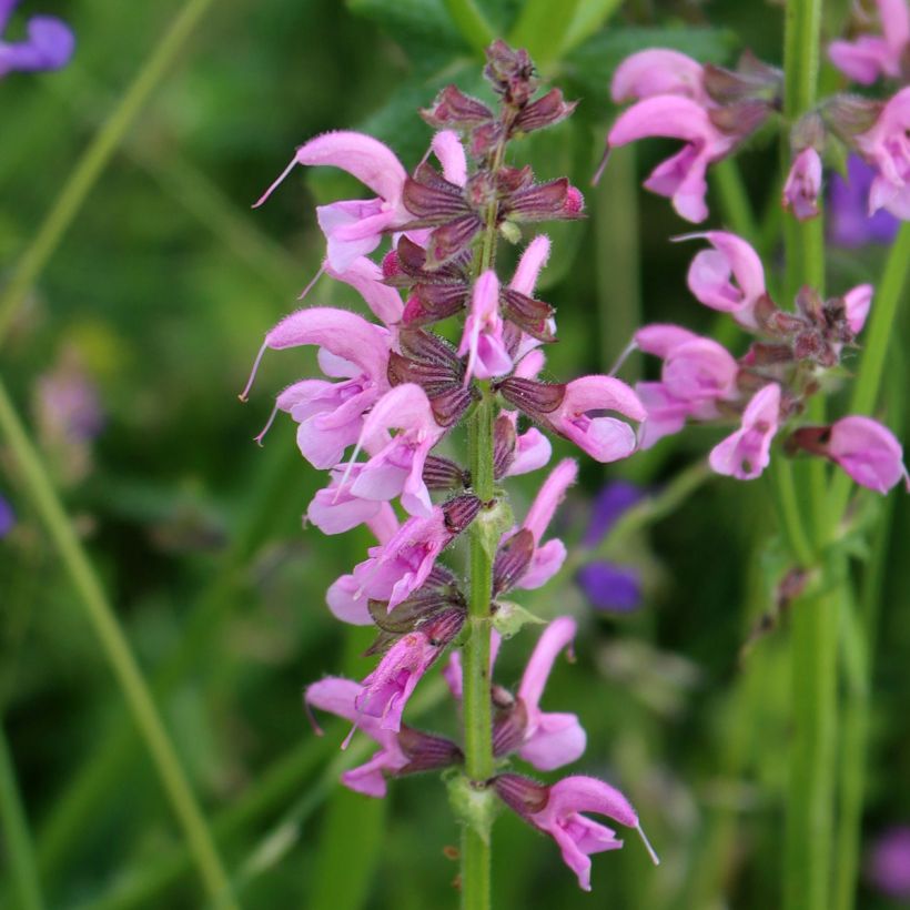 Salvia pratensis Rose Rhapsody - Salvia de prados (Floración)