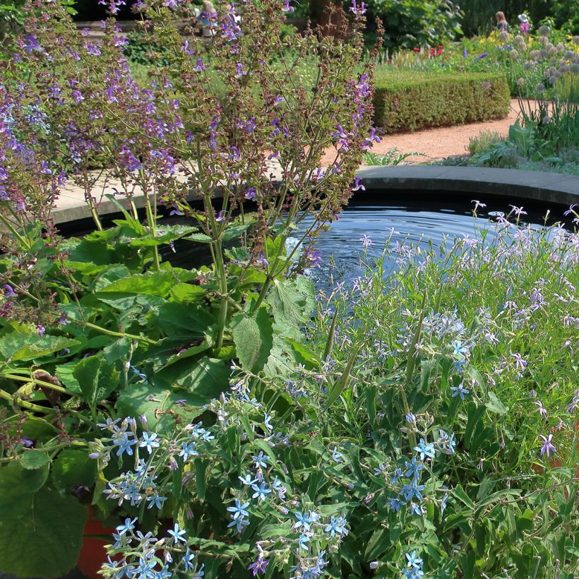 Salvia pratensis Sky Dance - Salvia de prados (Porte)