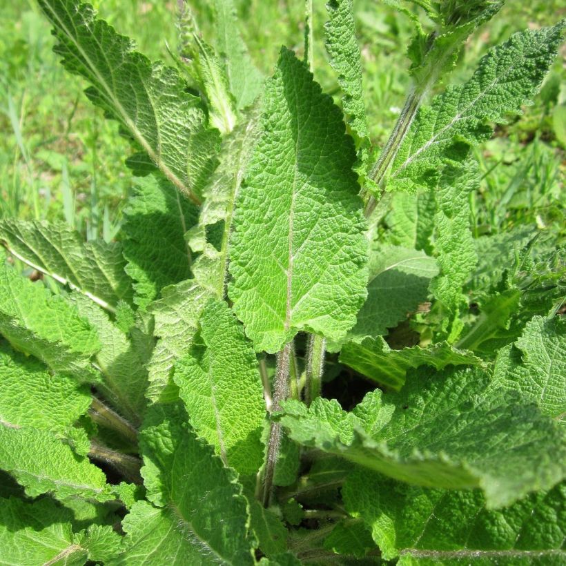 Salvia pratensis Sweet Esmeralda - Salvia de prados (Follaje)