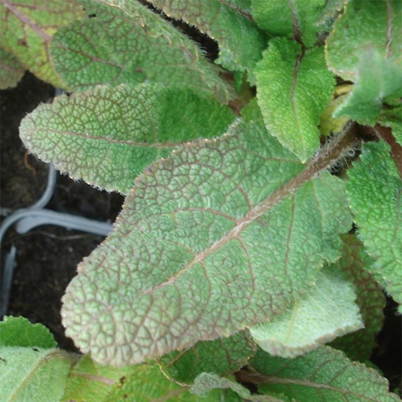 Salvia pratensis Eveline - Salvia de prados (Follaje)