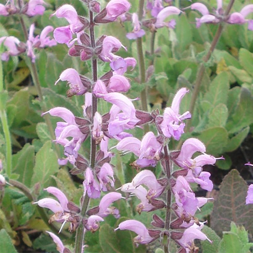 Salvia pratensis Eveline - Salvia de prados (Floración)