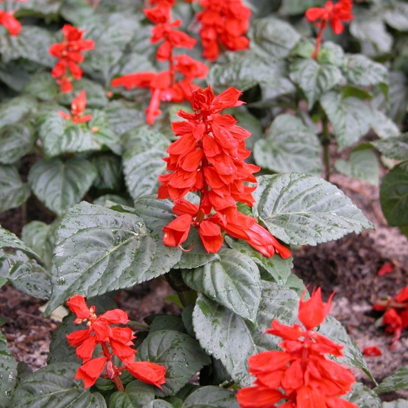 Salvia splendens Carambita - Banderilla (Porte)