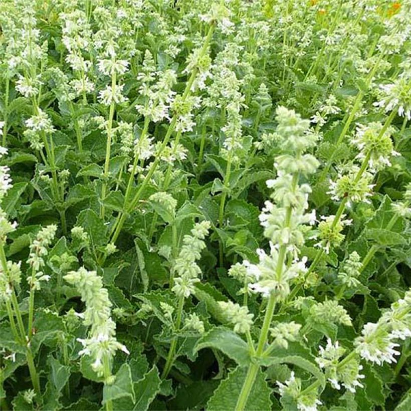 Salvia verticillata Alba (Floración)