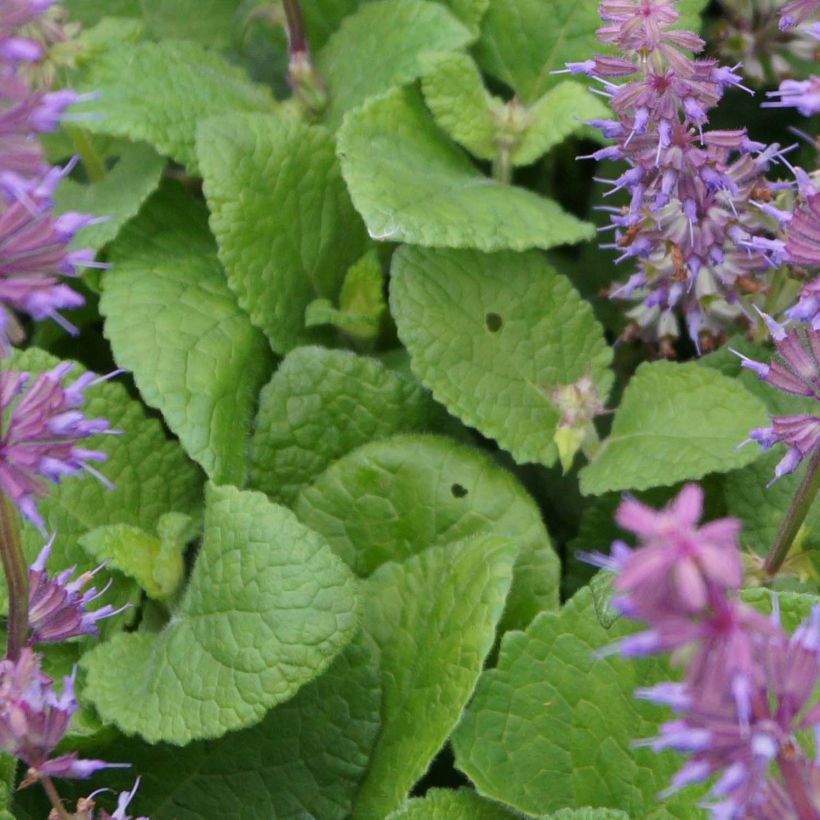 Salvia verticillata Endless Love (Follaje)