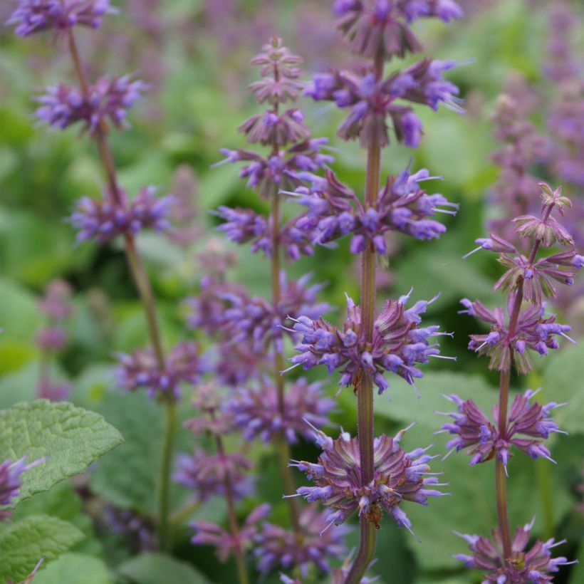 Salvia verticillata Endless Love (Floración)