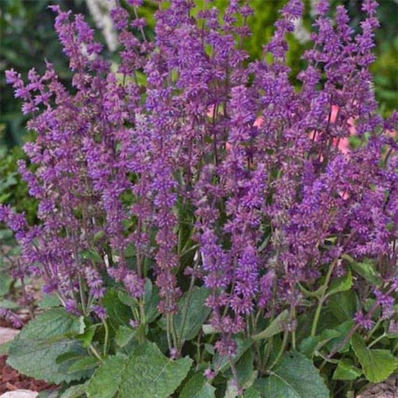 Salvia verticillata Endless Love (Porte)