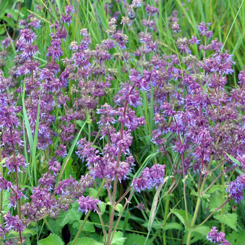 Salvia verticillata Hannay's Blue (Porte)