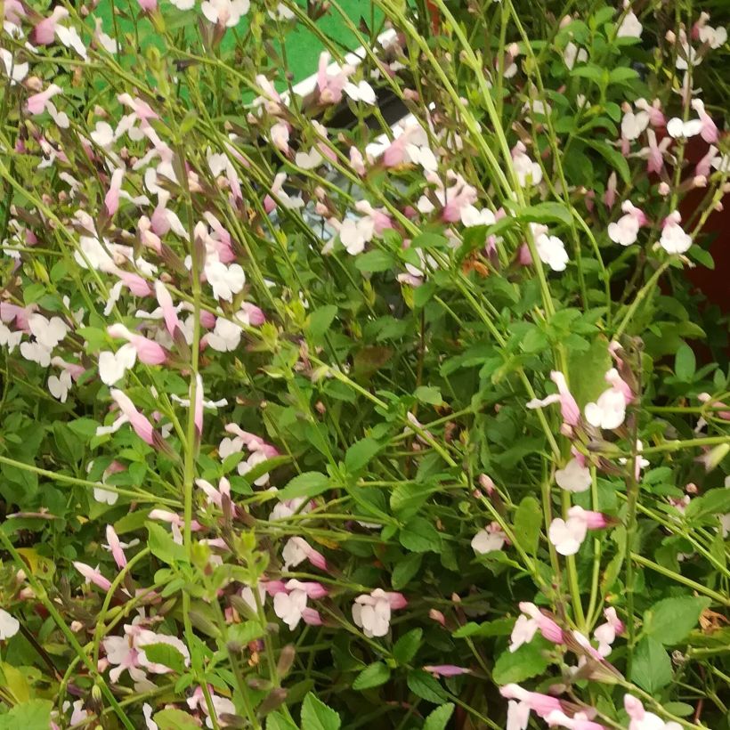 Salvia jamensis Delice Roselilac (Floración)