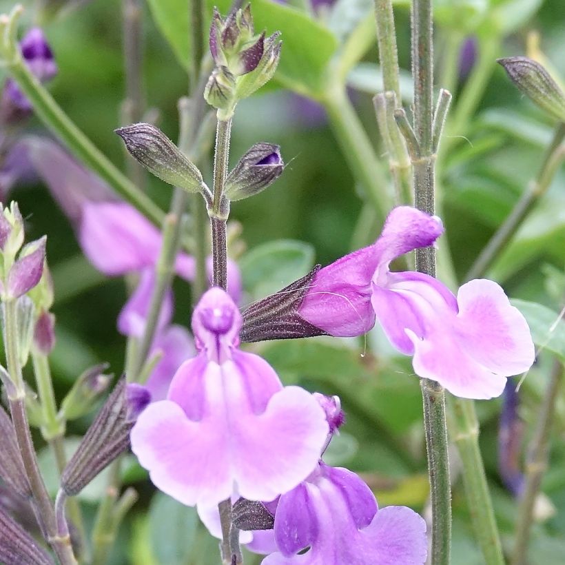 Salvia jamensis Carolus (Floración)