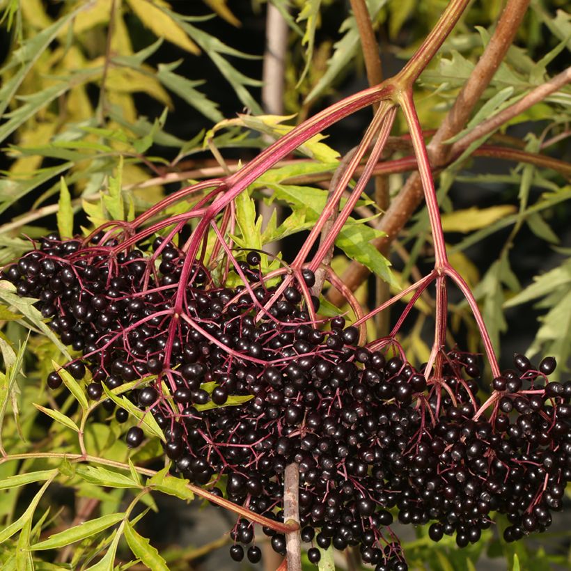 Sureau du Canada - Sambucus canadensis Acutiloba (Cosecha)