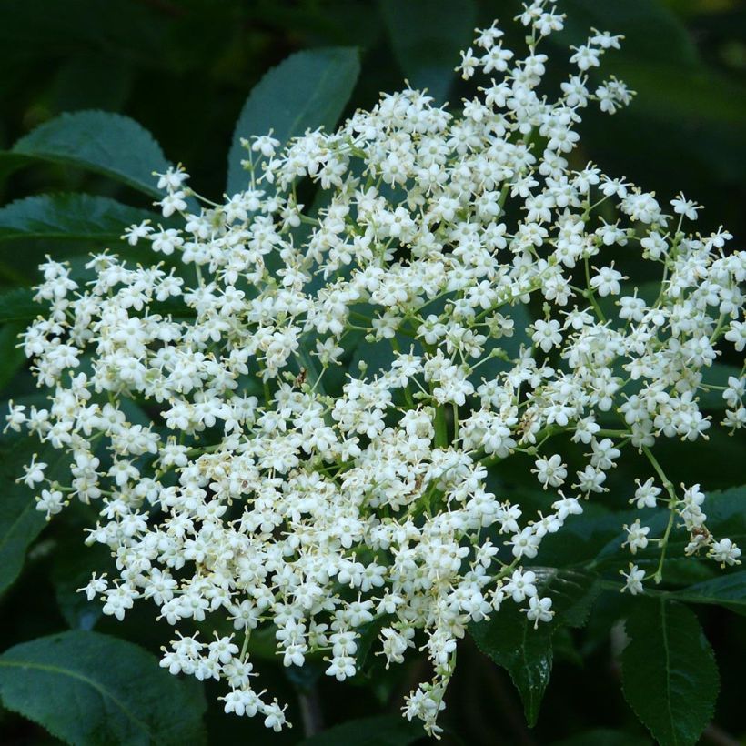 Saúco negro - Sambucus nigra (Floración)